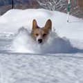 札幌で犬が『雪の中…