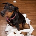 犬が尿漏れをする原…