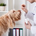 愛犬が薬を飲んでく…