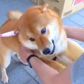 犬を初めて『ペット…