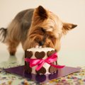 犬用ケーキを売って…