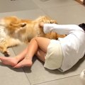 大型犬と娘の『いち…