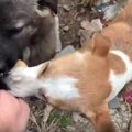 横取りされてばかり…