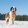 スイス原産の犬種5選…