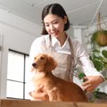 犬のトリマーや獣医…