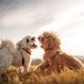 犬同士が喧嘩をする…