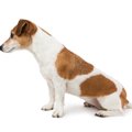 犬の頸椎ヘルニアの…