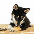犬が『嫉妬』してい…