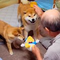 柴犬2匹と帰省した結…