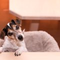 犬は飼い主に気を遣…