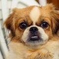 犬を甘やかしすぎる…