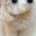『犬が首をかしげる…