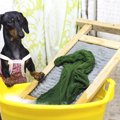 犬用品の洗濯の方法…