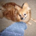 犬はなぜ飼い主の靴…