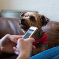 犬の視線でわかる心…