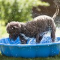犬と楽しい思い出を…