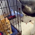 猫2匹が大喧嘩をする…