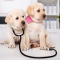 犬にも『発育不全』…