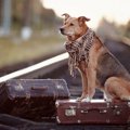 犬の脱走癖をなおす…