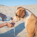 犬には『常温水』と…