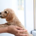 【あるある】犬を一…