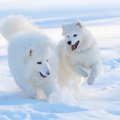 サモエドの寿命の平…