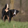 愛犬の肛門腺絞りは…