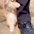 小さな赤ちゃん犬が…