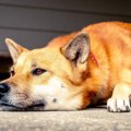 『耳が悪くなった犬…