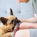 犬がストレス発散で…