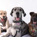 犬のハーネスの付け…