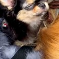 極小子犬をカートに…
