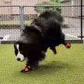 超大型犬が『初めて…