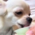 シャーベットを美味…