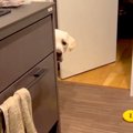 キッチンにオモチャ…