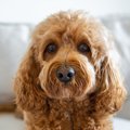 犬にとって危険な『…