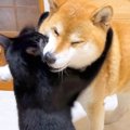 犬と猫が『喧嘩』し…