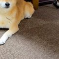 雨の日、犬の散歩に…