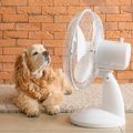 『特に暑さに弱い犬…