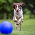 犬にイタズラをしす…