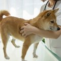 犬が『苦手に感じる…
