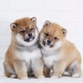 柴犬の子犬の価格は…
