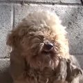 レスキューに怯えて…