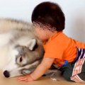 1歳の男の子が『大型…