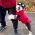 ビビリで人の足にし…