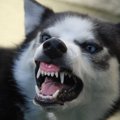 保護犬を家族に迎え…