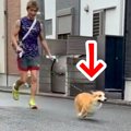 散歩中に『犬の前か…
