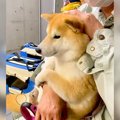 犬を動物病院に連れ…