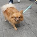 忠犬物語～我が家の…