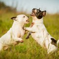 多頭飼いで犬同士が…